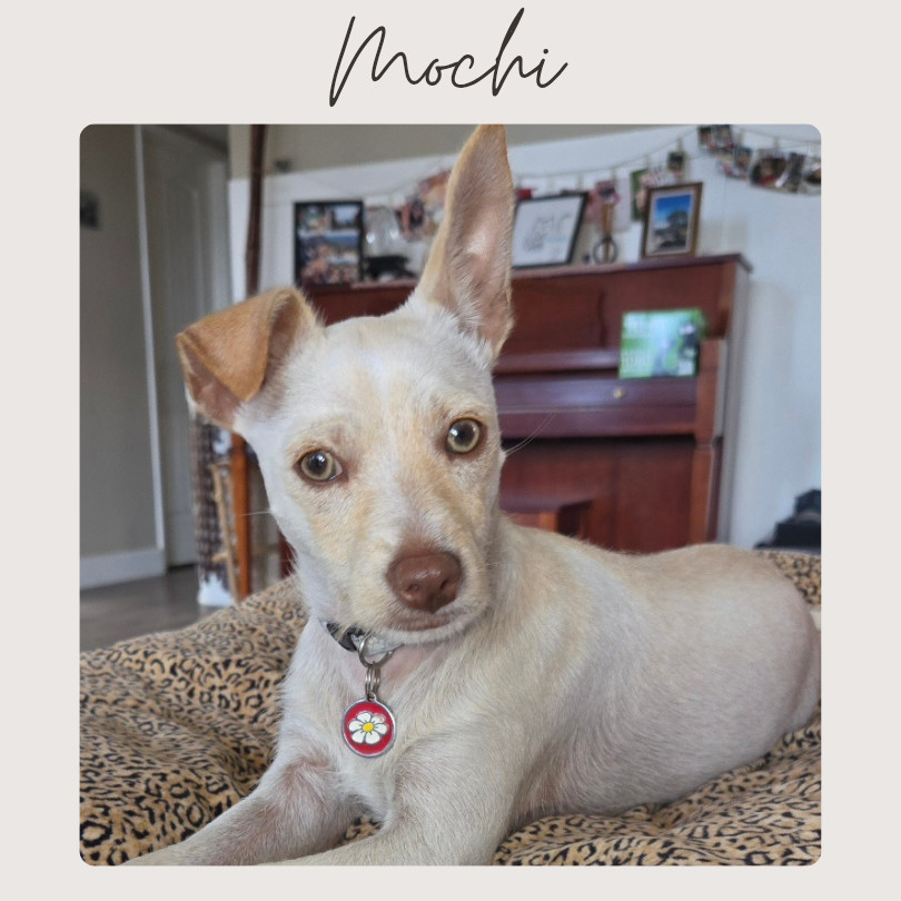 MOCHI