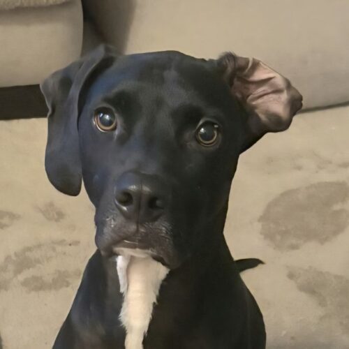 RANGER