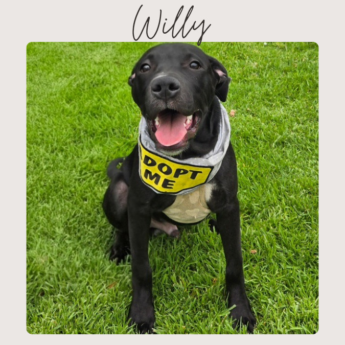 WILLY