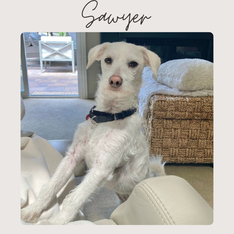 SAWYER