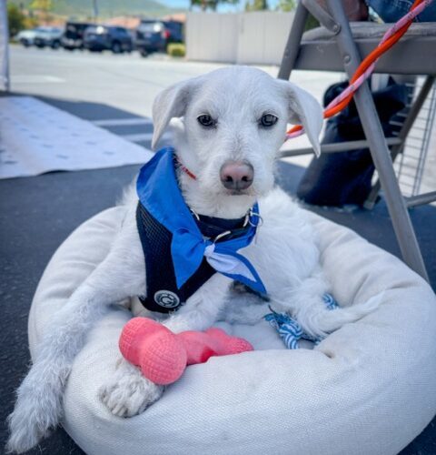 SAWYER