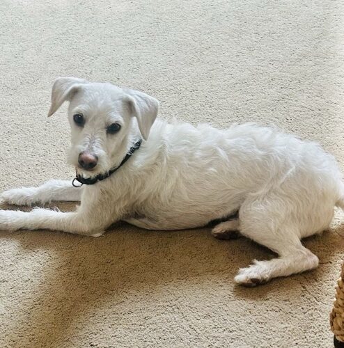 SAWYER