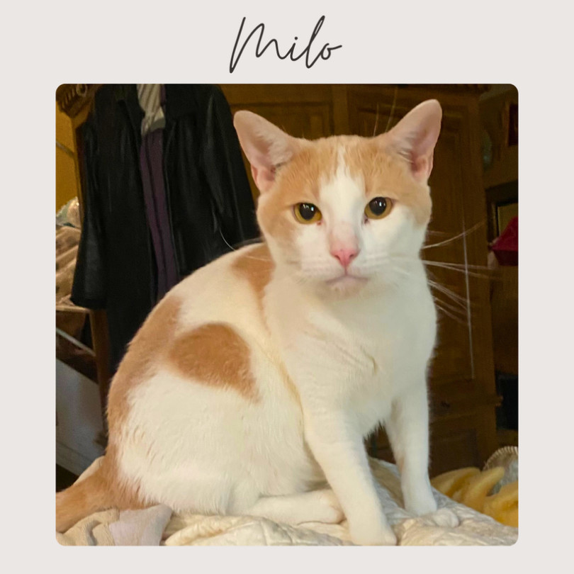 MILO