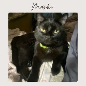 MARKO, Adult Male Domestic Short Hair