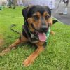 ROSCOE photo 2