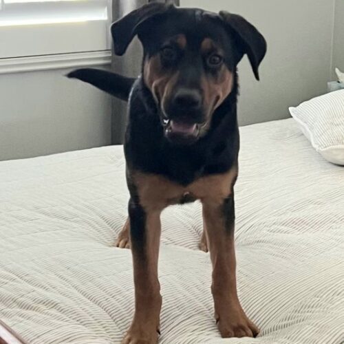 ROSCOE