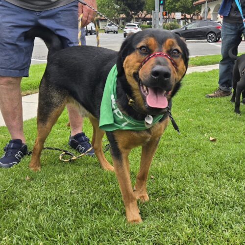 ROSCOE