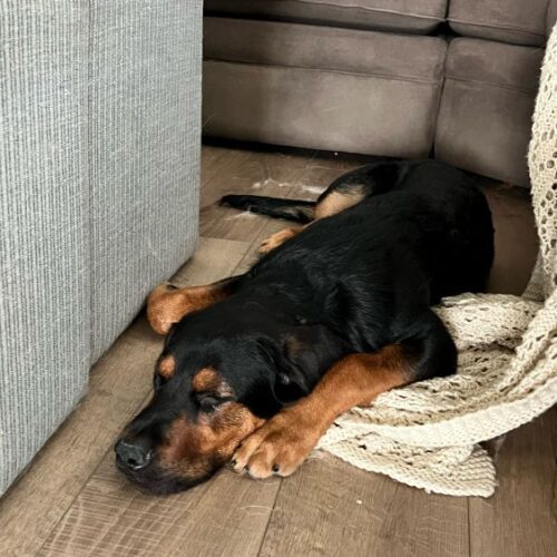 ROSCOE