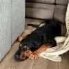 ROSCOE photo 5