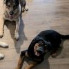 ROSCOE photo 6