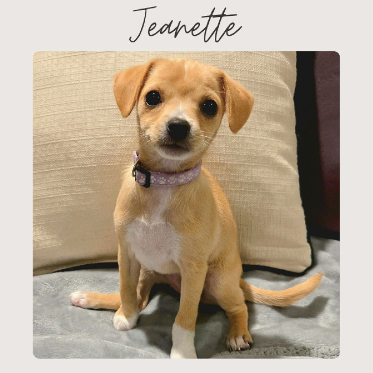 JEANETTE