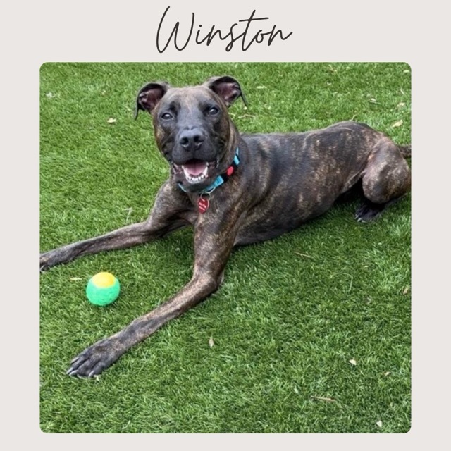 WINSTON