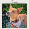 COOKIE photo 1