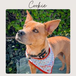 COOKIE, Adult Female Australian Cattle Dog / Blue Heeler