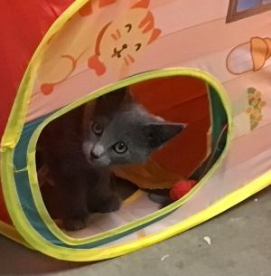 Sasha, Baby Female Domestic Short Hair