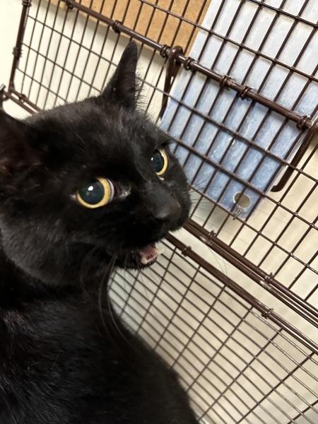 Eve, an adoptable Domestic Short Hair in Spokane Valley, WA, 99212 | Photo Image 1