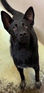 Mandark, Young Male Mixed Breed
