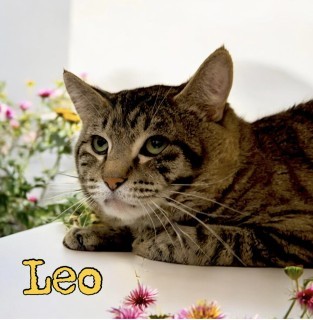 Leo 32779