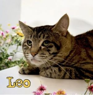 Leo 32779, Adult Male Domestic Short Hair