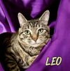 Leo 32779 photo 2
