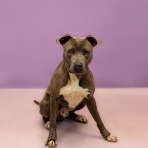 Primary Color Grey Secondary Color White Weight 60lbs Age 4yrs 1mths 0wks Animal has been Neuter