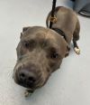 Pen 139c Hector photo 2