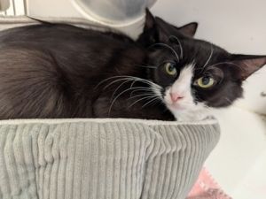 Tang Shen, Young Female Domestic Medium Hair