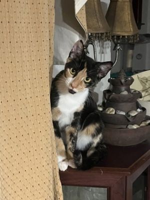 Tatum, Adult Female Domestic Short Hair