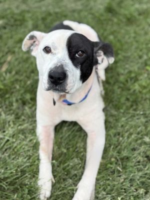 Meet Cleffa This sweet girl is looking for the perfect home with lots of love She is sweet and soc