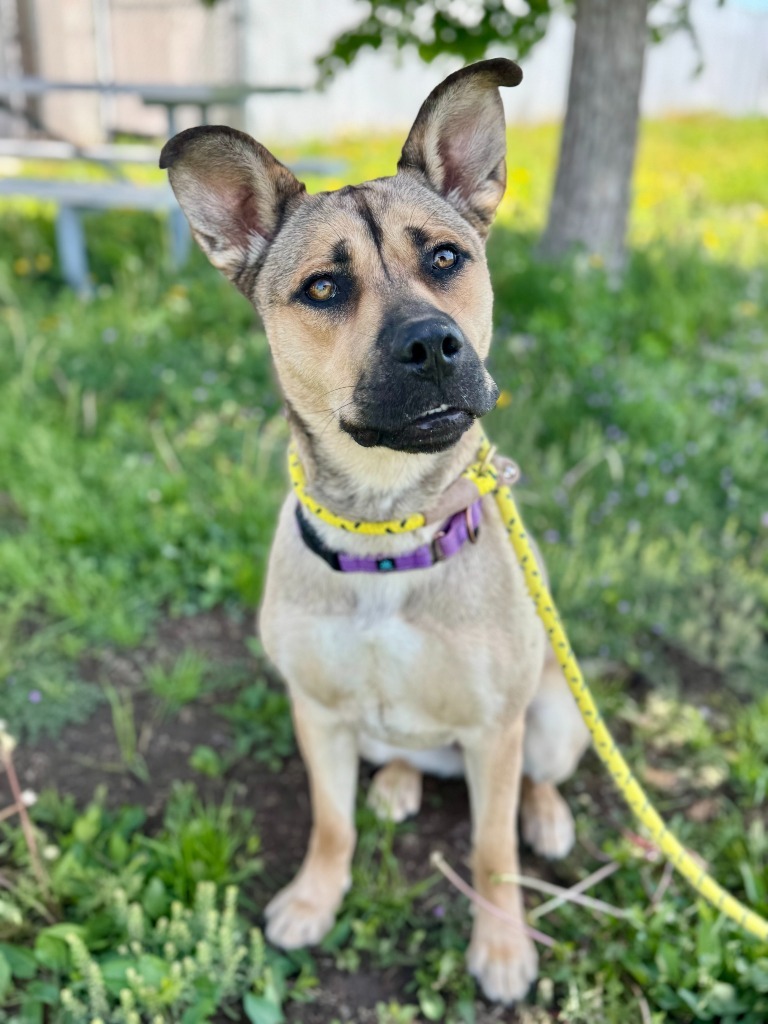 Cece, an adoptable Shepherd, Pit Bull Terrier in Gillette, WY, 82716 | Photo Image 1