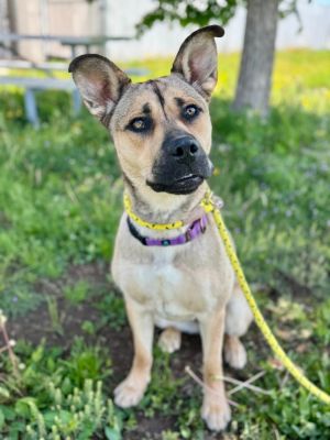 Cece, Adult Female Shepherd