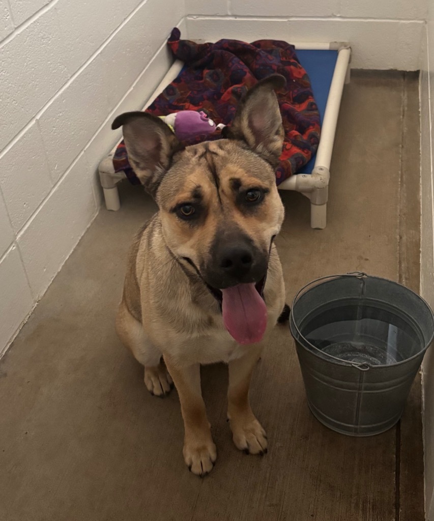 Cece, an adoptable Shepherd, Pit Bull Terrier in Gillette, WY, 82716 | Photo Image 2