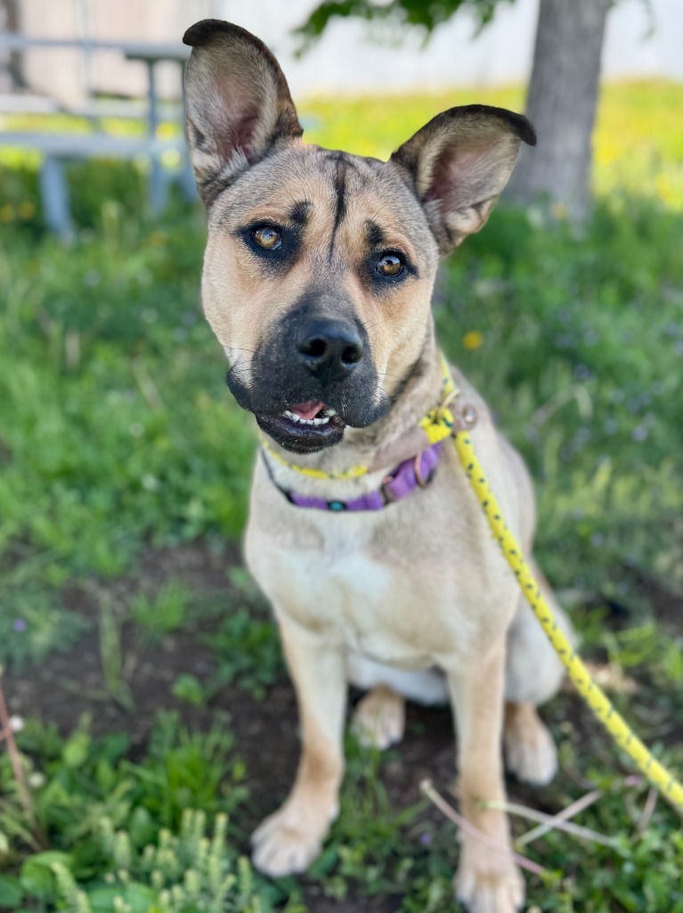 Cece, an adoptable Shepherd, Pit Bull Terrier in Gillette, WY, 82716 | Photo Image 3