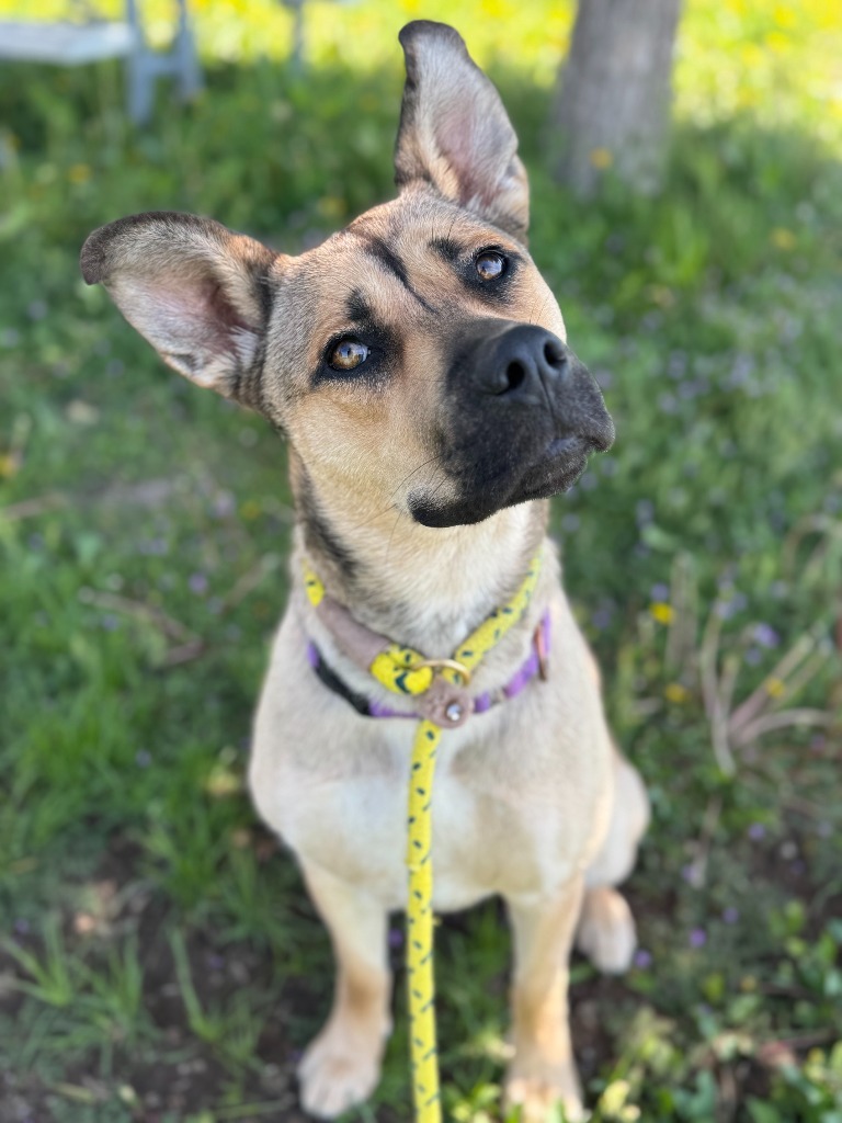 Cece, an adoptable Shepherd, Pit Bull Terrier in Gillette, WY, 82716 | Photo Image 4