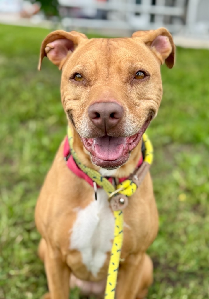 MoMo, an adoptable Pit Bull Terrier in Gillette, WY, 82716 | Photo Image 1