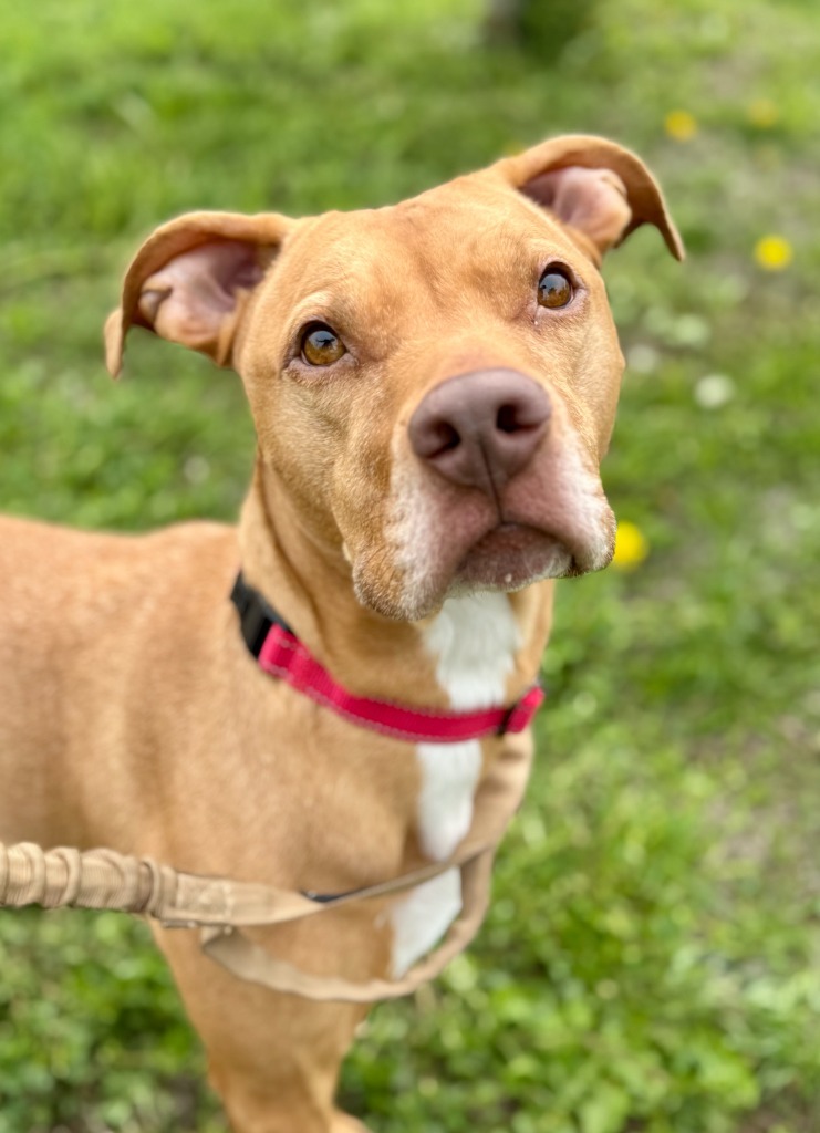 MoMo, an adoptable Pit Bull Terrier in Gillette, WY, 82716 | Photo Image 2