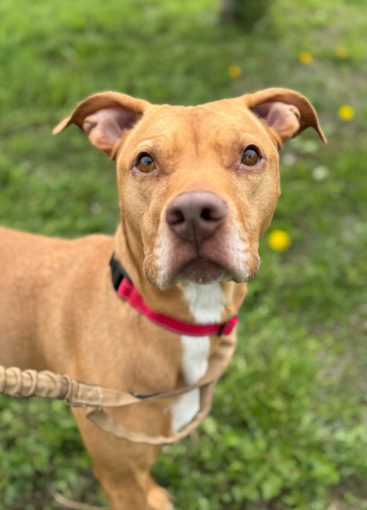MoMo, an adoptable Pit Bull Terrier in Gillette, WY, 82716 | Photo Image 3