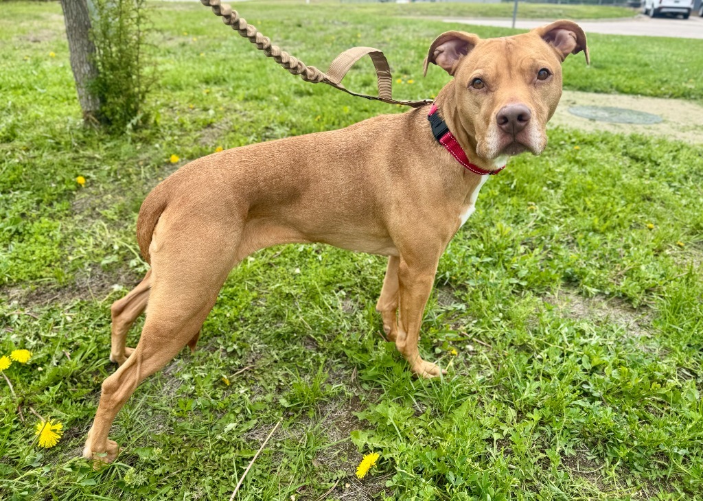 MoMo, an adoptable Pit Bull Terrier in Gillette, WY, 82716 | Photo Image 4