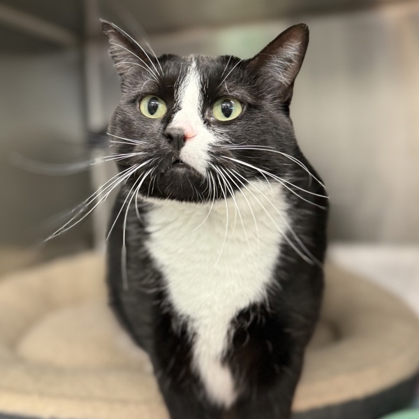 Sassy, an adoptable Domestic Short Hair in Sheboygan, WI, 53083 | Photo Image 1