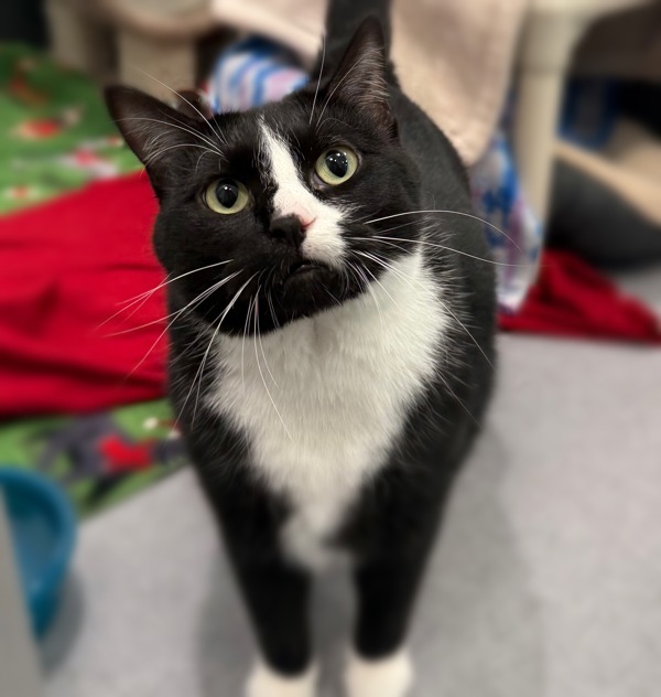 Sassy, an adoptable Domestic Short Hair in Sheboygan, WI, 53083 | Photo Image 2