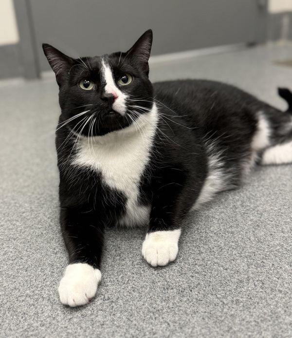 Sassy, an adoptable Domestic Short Hair in Sheboygan, WI, 53083 | Photo Image 3