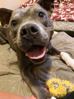 Athena, Adult Female unknown
