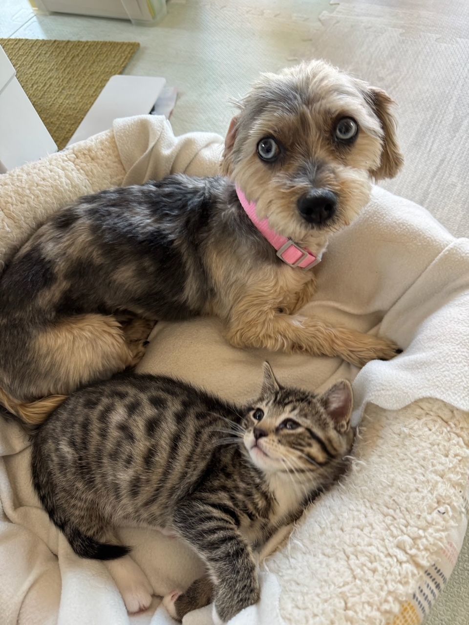 Tootsie, an adoptable Yorkshire Terrier, Havanese in Portland, OR, 97221 | Photo Image 2