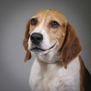 Rocket, Adult Male Beagle