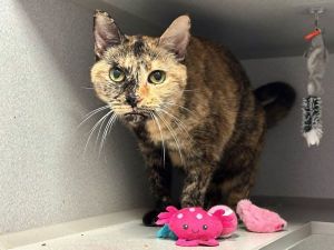 What my friends at ACC say about me Meet Twinkle Twinkle is a quiet gentle soul who may seem a