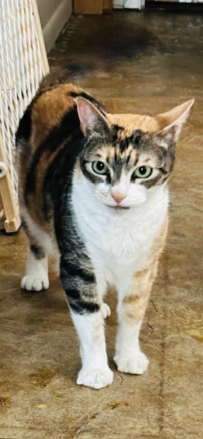 Ripley, an adoptable Domestic Short Hair in Port Allen, LA, 70767 | Photo Image 2