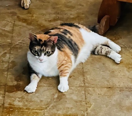 Ripley, an adoptable Domestic Short Hair in Port Allen, LA, 70767 | Photo Image 3