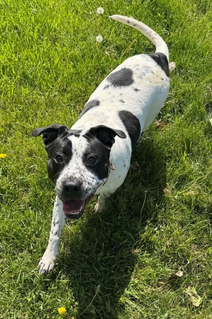 Milla, an adoptable American Staffordshire Terrier, American Bulldog in Willmar, MN, 56201 | Photo Image 1