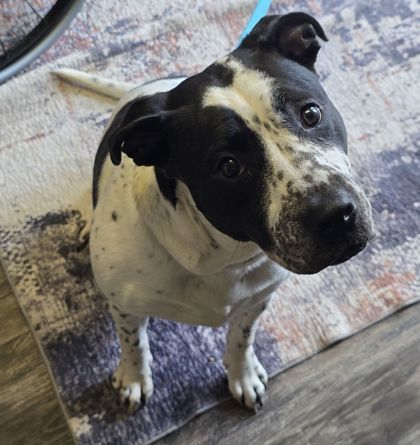 Milla, an adoptable American Staffordshire Terrier, American Bulldog in Willmar, MN, 56201 | Photo Image 2