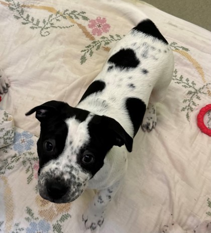 Milla, an adoptable American Staffordshire Terrier, American Bulldog in Willmar, MN, 56201 | Photo Image 3